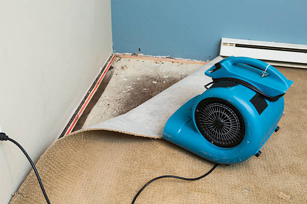 Best Water damage contractors near me  in Perham, MN